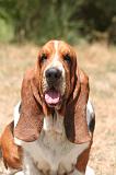 BASSET HOUND 176
